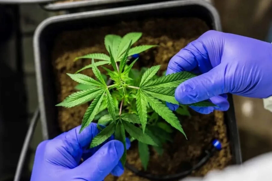 Anvisa tem seis meses para regulamentar importação e cultivo de cannabis