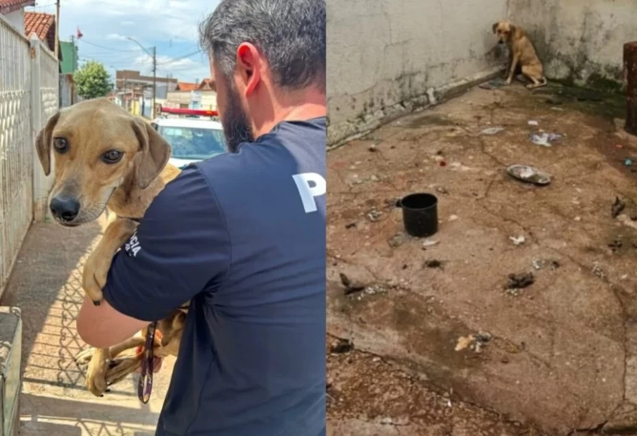 Cachorro vítima de maus-tratos sendo resgatado por um policial civil em Goiânia