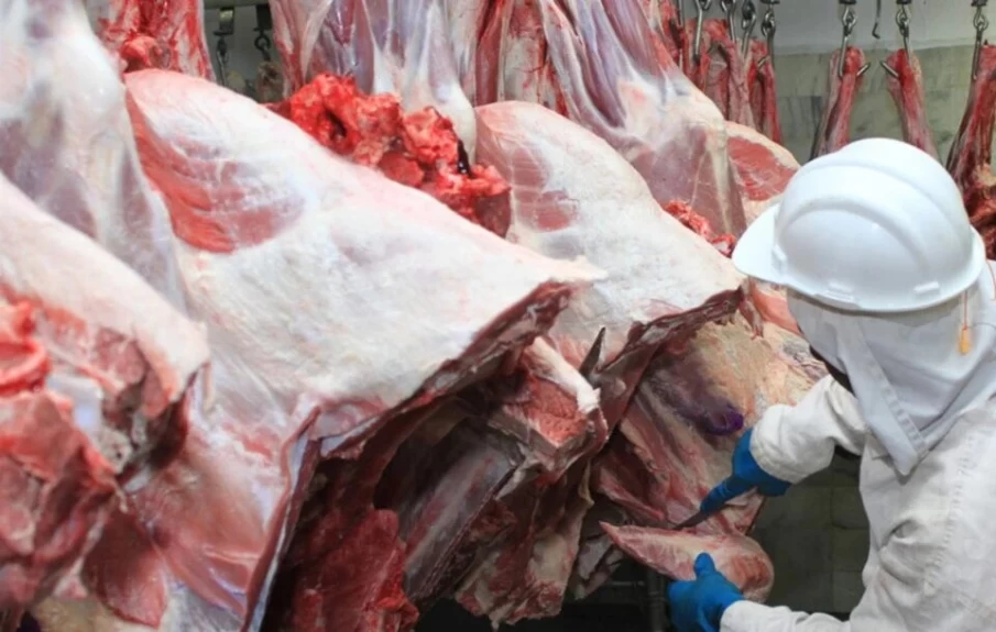 Carne bovina Ssendo preparada para exportação