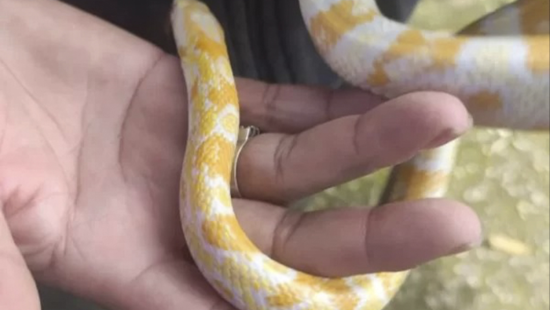 Cobra exótica sendo vendida em Goiânia