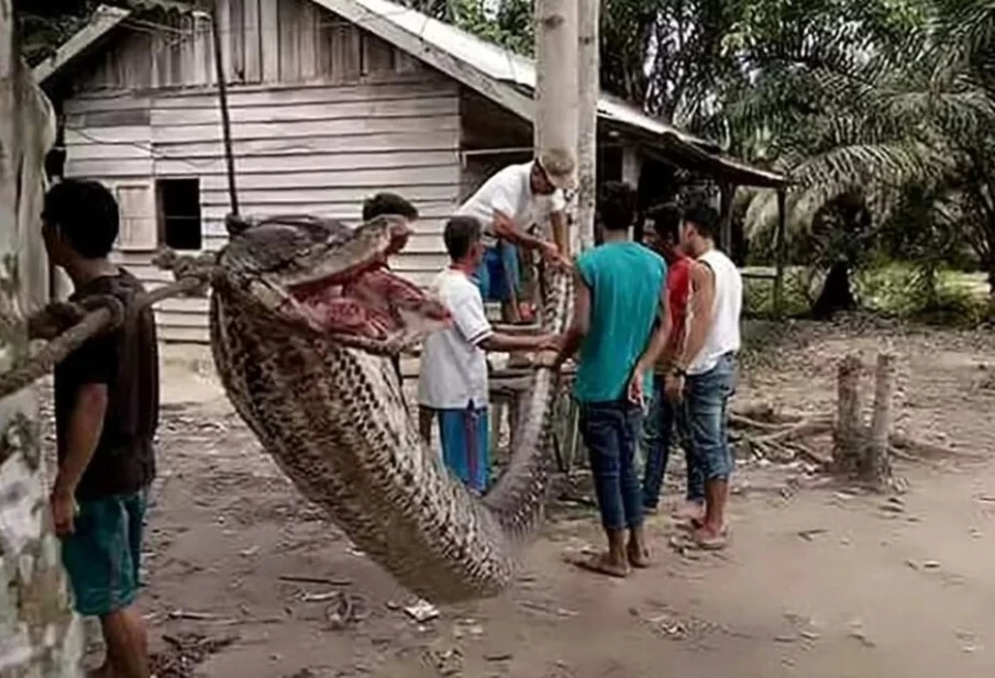 https://www.cdn.goiascapital.com/images/Corpo de homem desaparecido é encontrado dentro de píton gigante na Indonésia