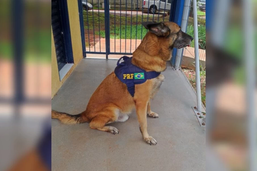 Morre Turco, cão aposentado da PRF de Goiás (Foto: PRF)