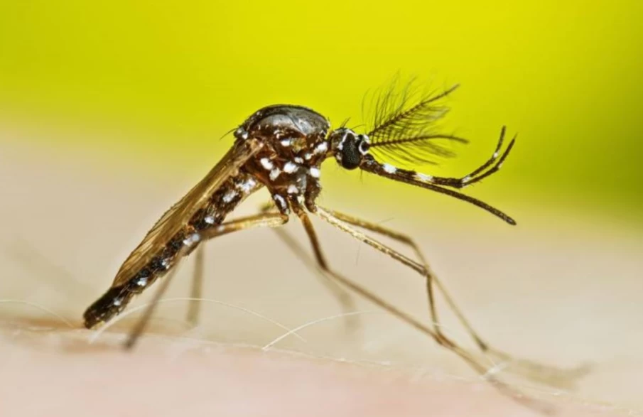 https://www.cdn.goiascapital.com/images/Mortes por dengue crescem mais de 610% em Goiás