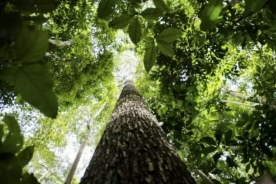 Sistema de reposição florestal visa estimular plantação de árvores em Goiás